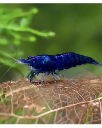 Gamberetti / caridine / shrimps Blue Dream pure