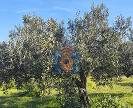 Mazara Del Vallo Terreno Agricolo Del Tipo Uliveto