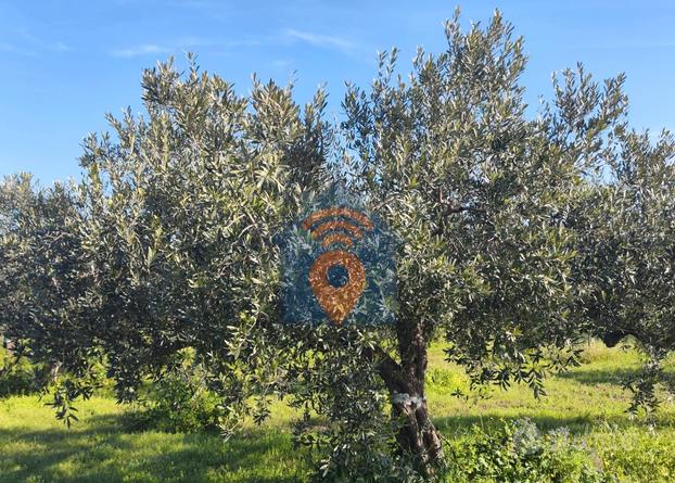 Mazara Del Vallo Terreno Agricolo Del Tipo Uliveto