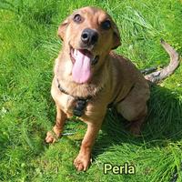 Tre cuccioli di 4 mesi