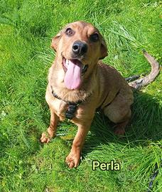 Tre cuccioli di 4 mesi