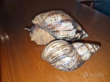 Lumaca gigante africana