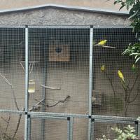 Pappagalli calopsite, cocorite e inseparabili