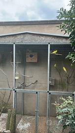 Pappagalli calopsite, cocorite e inseparabili