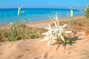 22-29 Agosto a 150 mt dal mare in SALENTO - PUGLIA