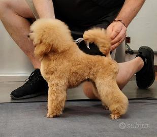 Cuccioli di barboncino toy