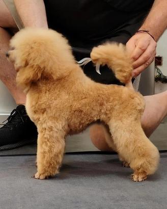 Cuccioli di barboncino toy
