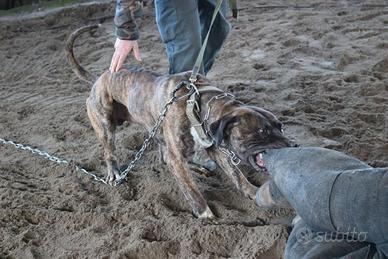 Perro de presa canario