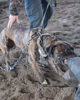 Perro de presa canario
