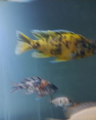 Ciclide Aulonocara Calico Yellow