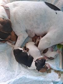 Cucciolo jack russell