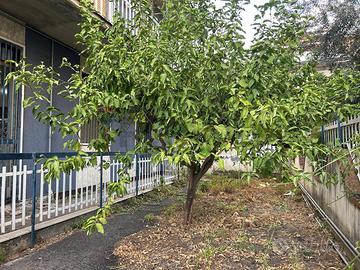 Appartamento - Belpasso
