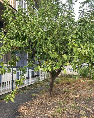 Appartamento - Belpasso