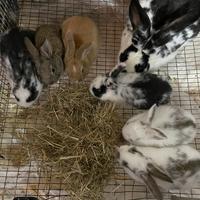 Conigli di allevamento e testa di leone NANI