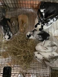 Conigli di allevamento e testa di leone NANI