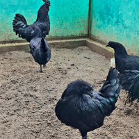 Cemani uova e Pulcini