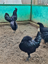 Cemani uova e Pulcini