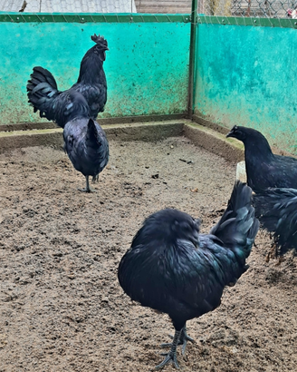 Cemani uova e Pulcini