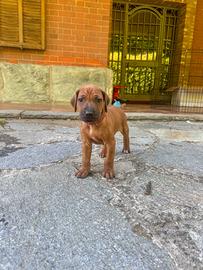 Cuccioli di Rhodesian Ridgeback