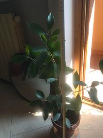 FICUS BENJAMIN alta 80 cm