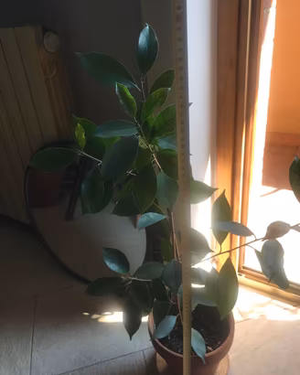 FICUS BENJAMIN alta 80 cm