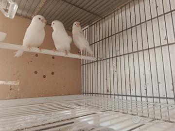 canarini bianco recessivo 