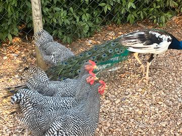 Galline amrocks,Marans,Araucana