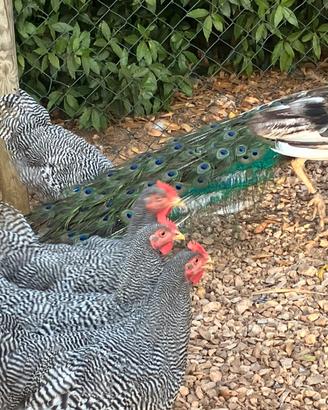 Galline amrocks,Marans,Araucana