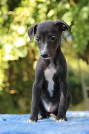 Cuccioli di whippet