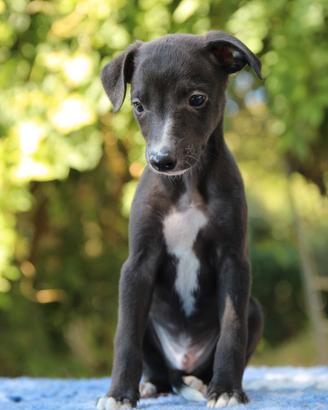 Cuccioli di whippet