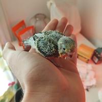 Cocorita pullo allevata a mano