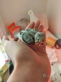 Cocorita pullo allevata a mano