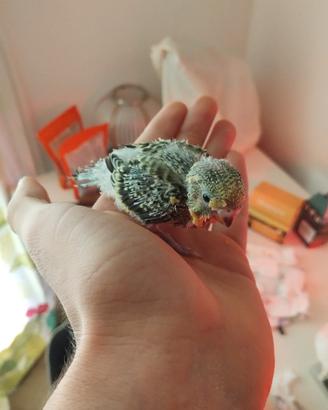 Cocorita pullo allevata a mano