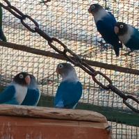 Inseparabili personata