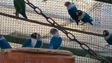 Inseparabili personata