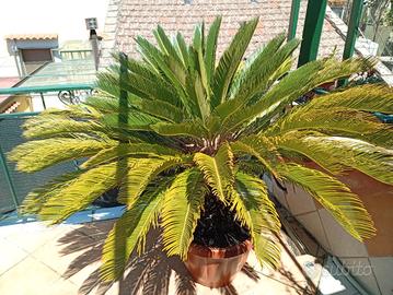 Cycas adulta 1,2 mt - chioma 1,4 mt - vaso 50 cm