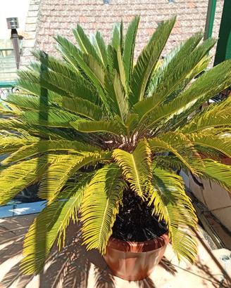 Cycas adulta 1,2 mt - chioma 1,4 mt - vaso 50 cm