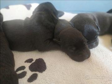 Cuccioli Labrador neri