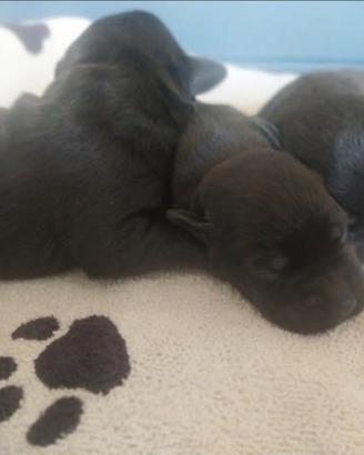 Cuccioli Labrador neri