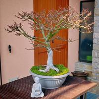 bonsai acero giapponese Shishigashira
