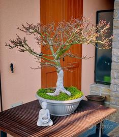 bonsai acero giapponese Shishigashira