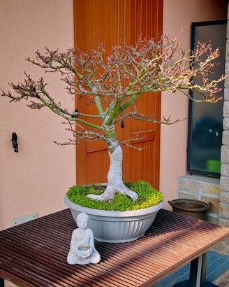 bonsai acero giapponese Shishigashira