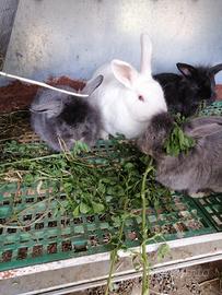 Cuccioli di coniglio