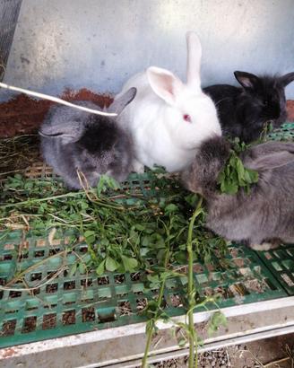 Cuccioli di coniglio