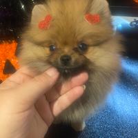 Spitz Pomerania Nano