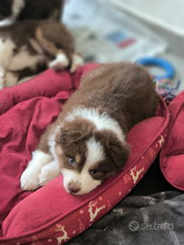 Pastore australiano/australian shepherd