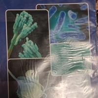 MICROBIOLOGIA FARMACEUTICA