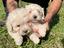 Immagine 5