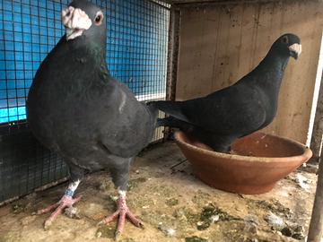 Colombi in blocco 3 coppie di razza selezionate