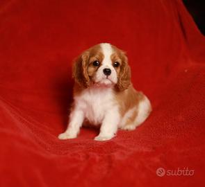 Ultimo cucciolo di cavalier king